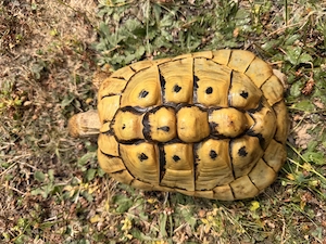 griechischeLandschildkröten