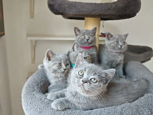 BKH Kitten in blue- Auszugsbereit 
