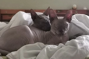Don Sphynx 