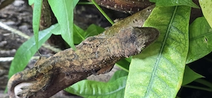 Mniarogekko Chahoua, Chahoa Gecko NZ von Grisus Welt