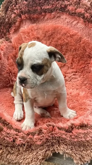 Old, Englisch, Bulldogge