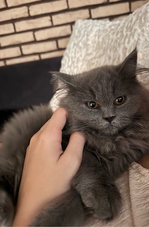 Britisch Langhaar Kitten BLH