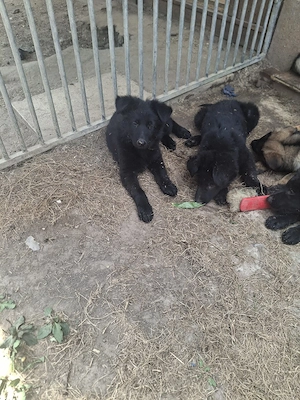 Deutsche Langstockhaar Schäferhundewelpen abzugeben