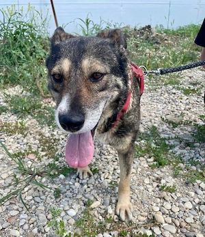 Nala, bitte lasst sie nicht im Shelter resignieren...