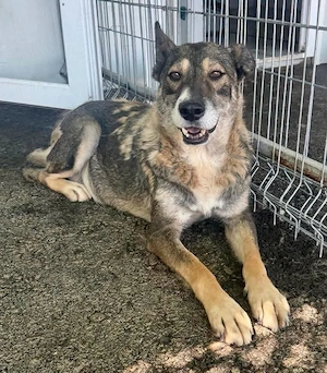 Nala, bitte lasst sie nicht im Shelter resignieren...