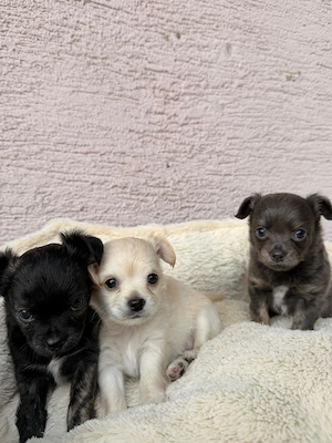 Drei kleine Langhaar-Chihuahua-Wunder suchen ihr Zuhause