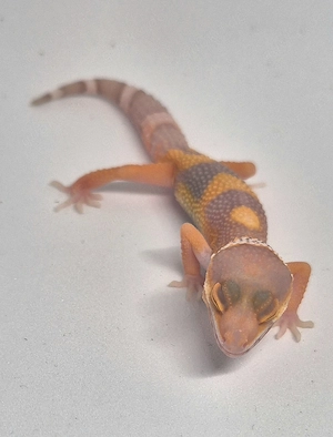 Tremper Albino Ghost  het. Eclipse 