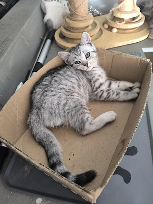 Zwei liebe Katzen suchen ihr neues Zuhause