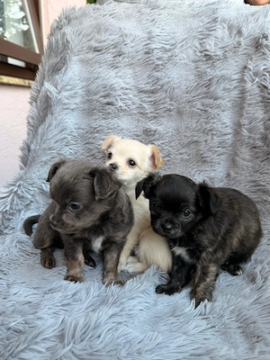  Kleine Langhaar-Chihuahua-Wunder suchen ihr Zuhause
