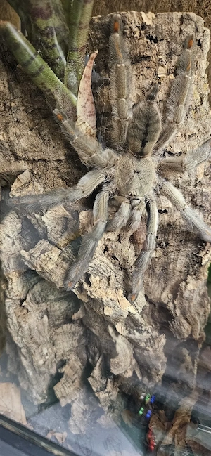 0.1 Psalmopoeus cambridgei 