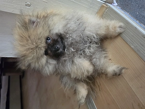 Hallo werkaufen eine kleine  hund  