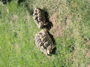 Pantherschildkröten