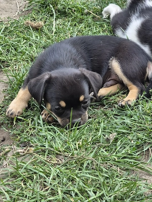Chihuahua Mix welpen Bild 3