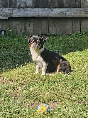 Chihuahua Mix welpen Bild 5
