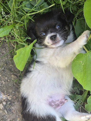 Chihuahua Mix welpen