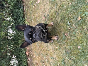Französische Bulldogge  Rocky , 8 Jahre   in liebevolle & verantwortungsvolle Hände abzugeben 