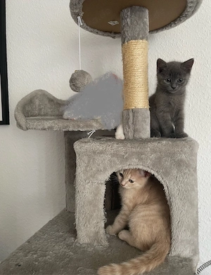 BKH suchen ein liebevolles Zuhause