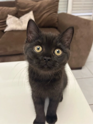 Wunderschöne BKH-Kitten
