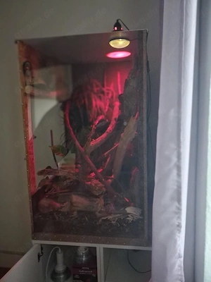 Adulter Kronengecko, Harlequin-Färbung, inkl. artgerechtes Terrarium samt Zubehör Bild 5
