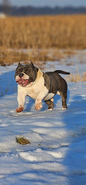   American Pocket Bully Welpen    