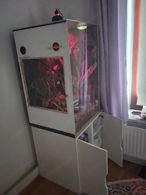 Adulter Kronengecko, Harlequin-Färbung, inkl. artgerechtes Terrarium samt Zubehör Bild 4