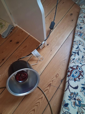 Adulter Kronengecko, Harlequin-Färbung, inkl. artgerechtes Terrarium samt Zubehör Bild 12