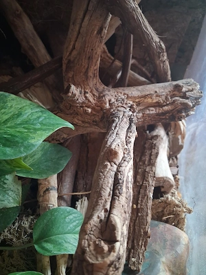 Adulter Kronengecko, Harlequin-Färbung, inkl. artgerechtes Terrarium samt Zubehör Bild 6