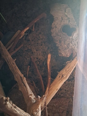 Adulter Kronengecko, Harlequin-Färbung, inkl. artgerechtes Terrarium samt Zubehör Bild 8