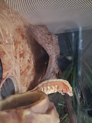 Adulter Kronengecko, Harlequin-Färbung, inkl. artgerechtes Terrarium samt Zubehör Bild 3