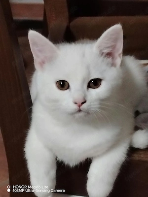 Fluffige Süße weiße Kätzchen 