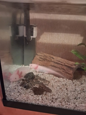 2 Axolotl mit Aquarium abzugeben