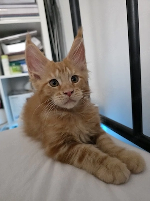 Maine Coon Kitten, Kater 