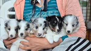 Sheltie-Welpen suchen ein liebevolles Zuhause