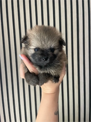   Wunderschöne Zwerspitz Babys  