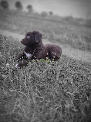 labrador   australian shepherd 