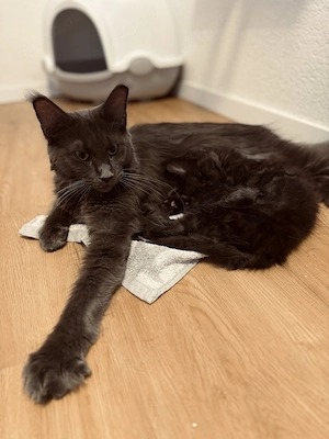 Reinrassige Maine Coon Katze