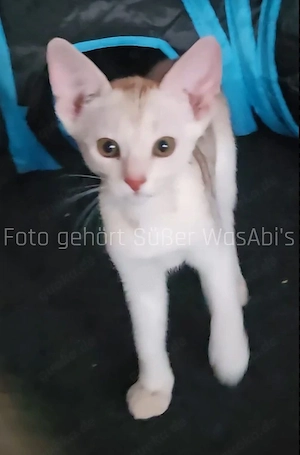 Reinrassige Abessinische Kätzchen mit Stammbaum