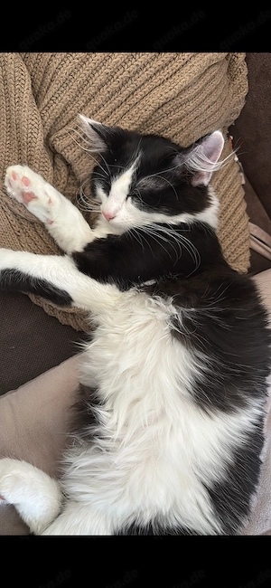 2 Jung Katzen  Bild 4