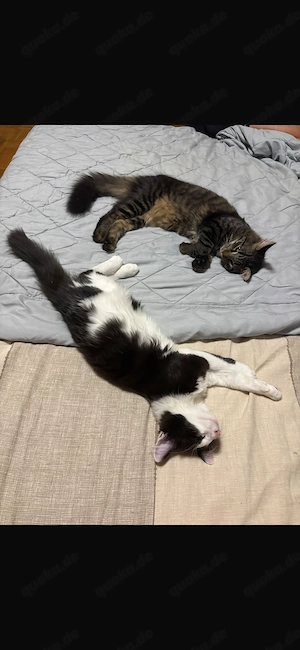 2 Jung Katzen 