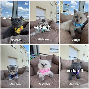 6 liebevolle Babykitten suchen ein neues Zuhause
