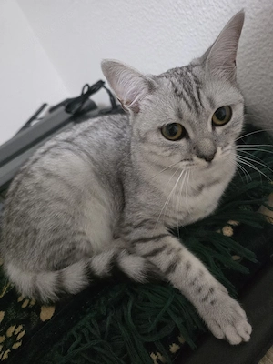 BKH-Kitten in liebevolle Hände abzugeben Bild 3