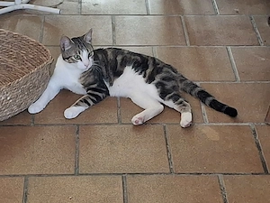 Oliver, bildschöner Kater, kastriert in Karben