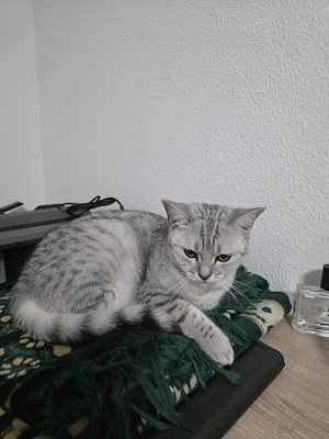 BKH-Kitten in liebevolle Hände abzugeben Bild 2