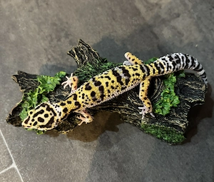 Leopardgecko 0.1 Weibchen - Eclipse Mix aus Galaxy Het Raptor x vermutlich Bold