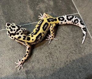 Leopardgecko 0.1 Weibchen - Eclipse Mix aus Galaxy Het Raptor x vermutlich Bold