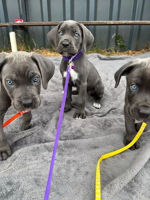 Reinrassige Cane-Corso-Welpen in Grau Abgabebereit