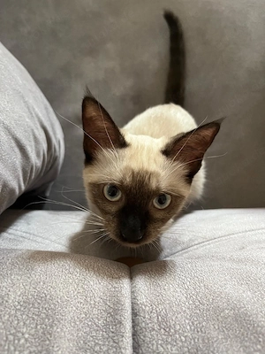 Süße, reinrassige Siamkatze mit strahlend blauen Augen sucht ein liebevolles Zuhause