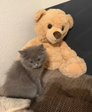 Ragdoll kitten reinrassig