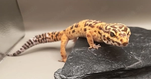 1.0 Leopardgecko Tremper Albino Bild 2