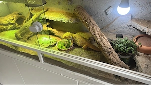 Bartagame 